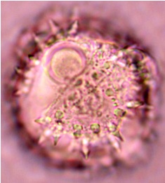 hyptis